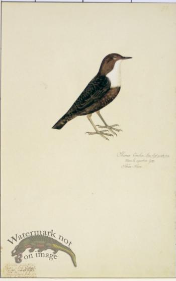 97 Swedish Birds . Sturnus Cinelus, White-throated Dipper